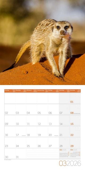 Стенен календар Ackermann Meerkats 2026 – Сурикати - Ackermann - Ackermann - Жена, Мъж - Ackermann - Art12 - 9783838446325-4