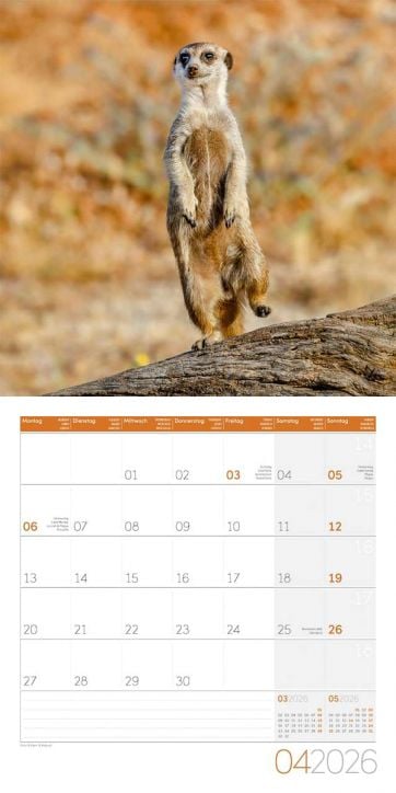 Стенен календар Ackermann Meerkats 2026 – Сурикати - Ackermann - Ackermann - Жена, Мъж - Ackermann - Art12 - 9783838446325-5
