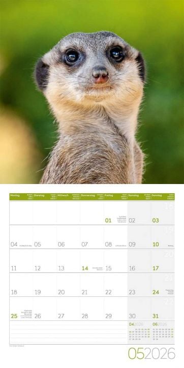 Стенен календар Ackermann Meerkats 2026 – Сурикати - Ackermann - Ackermann - Жена, Мъж - Ackermann - Art12 - 9783838446325-6