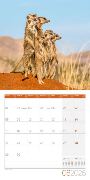 Стенен календар Ackermann Meerkats 2026 – Сурикати - Ackermann - Ackermann - Жена, Мъж - Ackermann - Art12 - 9783838446325-7