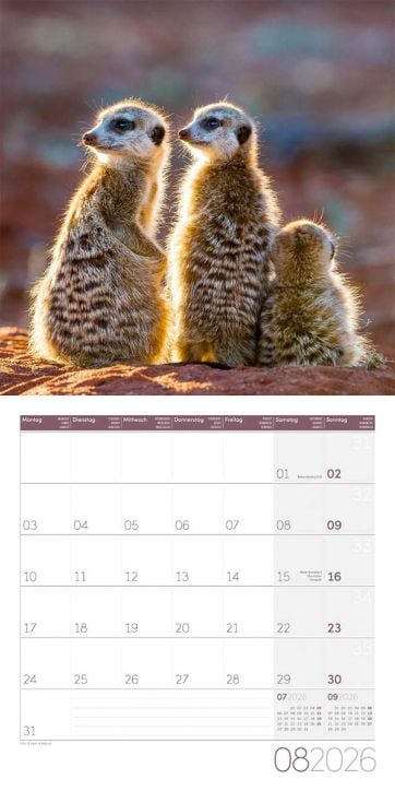 Стенен календар Ackermann Meerkats 2026 – Сурикати - Ackermann - Ackermann - Жена, Мъж - Ackermann - Art12 - 9783838446325-9
