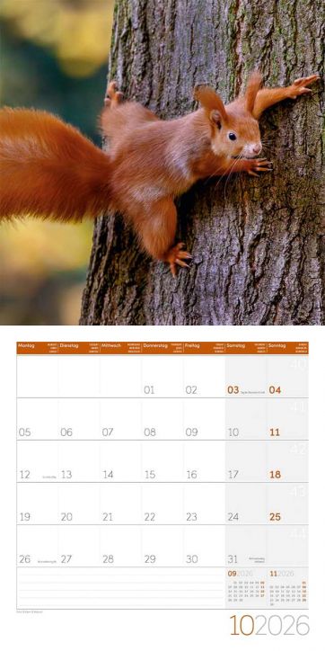 Стенен календар Ackermann Squirrels 2026 – Катерици - Ackermann - Ackermann - Жена, Мъж - Ackermann - Art12 - 9783838446318-11