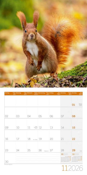 Стенен календар Ackermann Squirrels 2026 – Катерици - Ackermann - Ackermann - Жена, Мъж - Ackermann - Art12 - 9783838446318-12