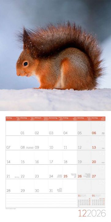 Стенен календар Ackermann Squirrels 2026 – Катерици - Ackermann - Ackermann - Жена, Мъж - Ackermann - Art12 - 9783838446318-13
