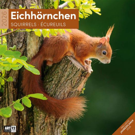 Стенен календар Ackermann Squirrels 2026 – Катерици - Ackermann - Ackermann - Жена, Мъж - Ackermann - Art12 - 9783838446318-1