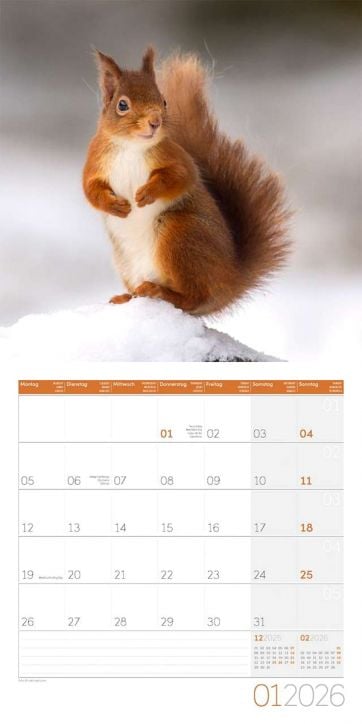 Стенен календар Ackermann Squirrels 2026 – Катерици - Ackermann - Ackermann - Жена, Мъж - Ackermann - Art12 - 9783838446318-2