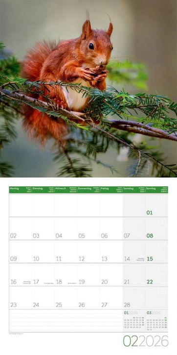 Стенен календар Ackermann Squirrels 2026 – Катерици - Ackermann - Ackermann - Жена, Мъж - Ackermann - Art12 - 9783838446318-3
