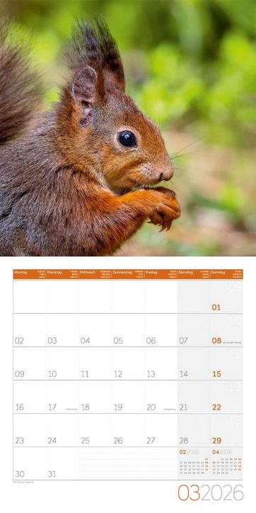 Стенен календар Ackermann Squirrels 2026 – Катерици - Ackermann - Ackermann - Жена, Мъж - Ackermann - Art12 - 9783838446318-4