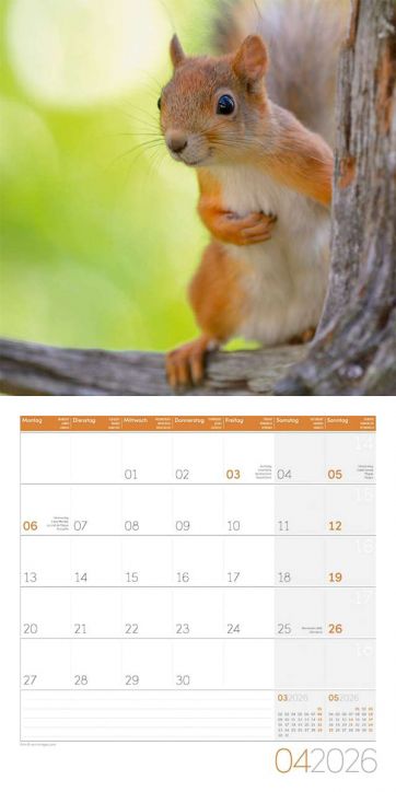 Стенен календар Ackermann Squirrels 2026 – Катерици - Ackermann - Ackermann - Жена, Мъж - Ackermann - Art12 - 9783838446318-5