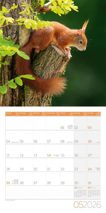 Стенен календар Ackermann Squirrels 2026 – Катерици - Ackermann - Ackermann - Жена, Мъж - Ackermann - Art12 - 9783838446318-6