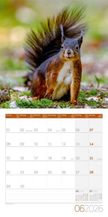 Стенен календар Ackermann Squirrels 2026 – Катерици - Ackermann - Ackermann - Жена, Мъж - Ackermann - Art12 - 9783838446318-7