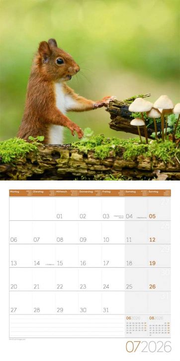 Стенен календар Ackermann Squirrels 2026 – Катерици - Ackermann - Ackermann - Жена, Мъж - Ackermann - Art12 - 9783838446318-8