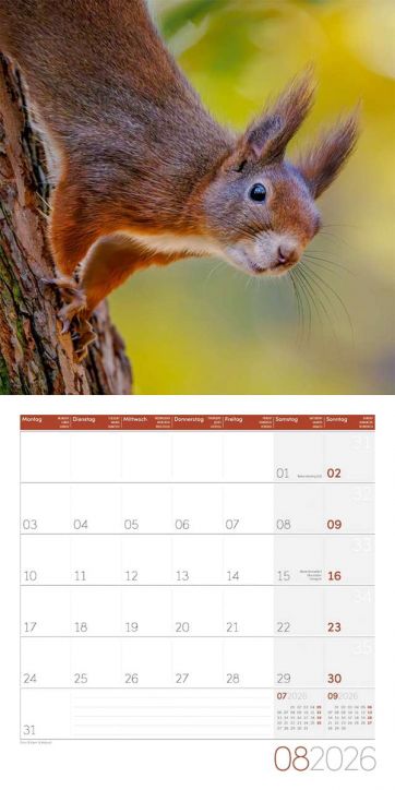 Стенен календар Ackermann Squirrels 2026 – Катерици - Ackermann - Ackermann - Жена, Мъж - Ackermann - Art12 - 9783838446318-9