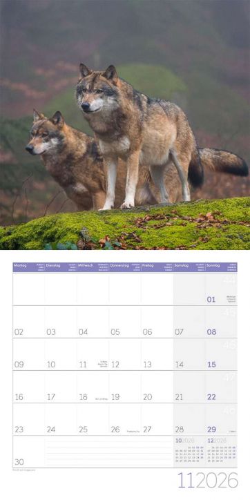 Стенен календар Ackermann Wolves 2026 – Вълци - Ackermann - Ackermann - Жена, Мъж - Ackermann - Art12 - 9783838446233-12