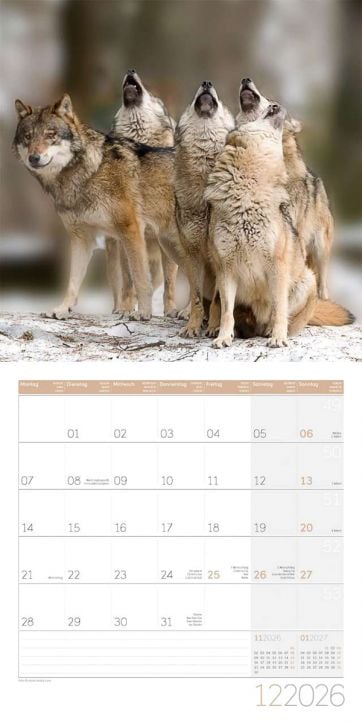 Стенен календар Ackermann Wolves 2026 – Вълци - Ackermann - Ackermann - Жена, Мъж - Ackermann - Art12 - 9783838446233-13