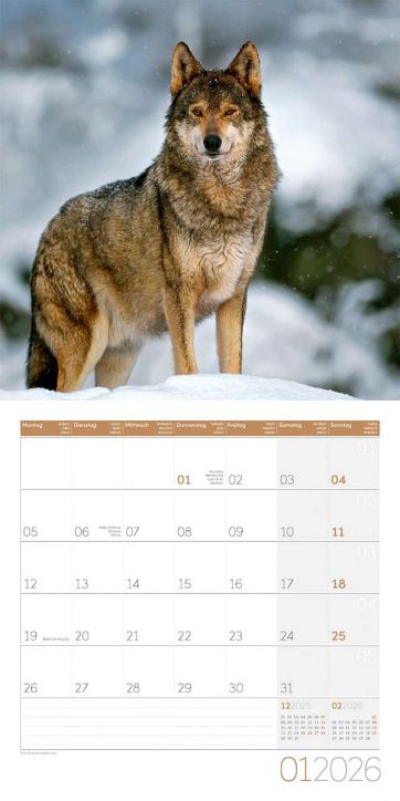 Стенен календар Ackermann Wolves 2026 – Вълци - Ackermann - Ackermann - Жена, Мъж - Ackermann - Art12 - 9783838446233-2