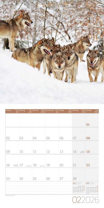 Стенен календар Ackermann Wolves 2026 – Вълци - Ackermann - Ackermann - Жена, Мъж - Ackermann - Art12 - 9783838446233-3