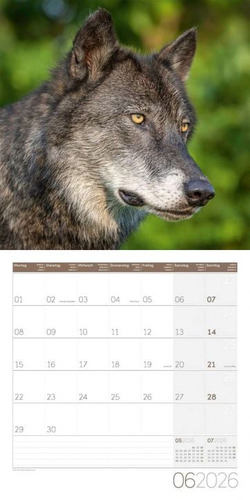 Стенен календар Ackermann Wolves 2026 – Вълци - Ackermann - Ackermann - Жена, Мъж - Ackermann - Art12 - 9783838446233-7