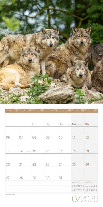 Стенен календар Ackermann Wolves 2026 – Вълци - Ackermann - Ackermann - Жена, Мъж - Ackermann - Art12 - 9783838446233-8