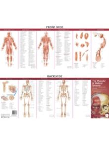 Anatomical Chart Company's Illustrated Pocket Anatomy: The Muscular & Skeletal Systems Study Guide - 9780781776783