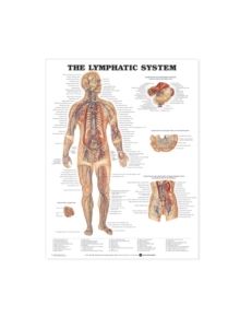The Lymphatic System Anatomical Chart - 9781587790263