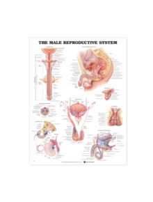 The Male Reproductive System Anatomical Chart - 9781587790317