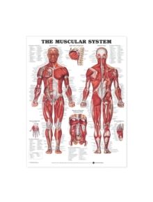 The Muscular System Anatomical Chart - 9781587790355