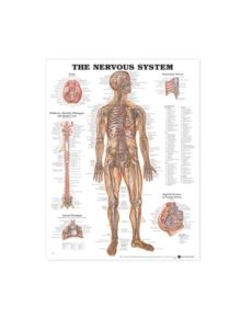The Nervous System Anatomical Chart - 9781587790454