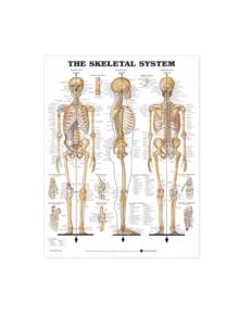 The Skeletal System Anatomical Chart - 9781587790638