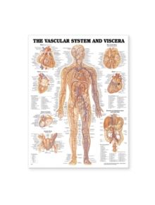 Vascular System and Viscera Anatomical Chart - 9781587790775