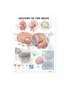 Anatomy of the Brain Anatomical Chart - 9781587790904