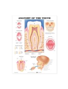Anatomy of the Teeth Anatomical Chart - 9781587791000