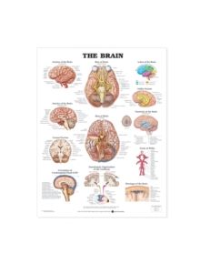 The Brain Anatomical Chart - 9781587791062