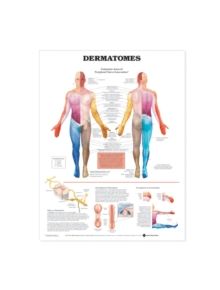 Dermatomes Anatomical Chart - 9781587791116