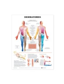 Dermatomes Anatomical Chart - 9781587791123