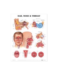 Ear, Nose and Throat Anatomical Chart - 9781587791161
