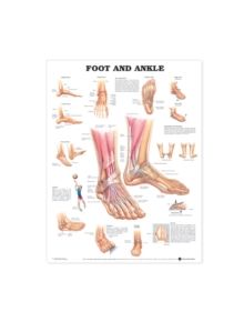 Foot and Ankle Anatomical Chart - 9781587791383