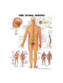 The Spinal Nerves Anatomical Chart - 9781587792052