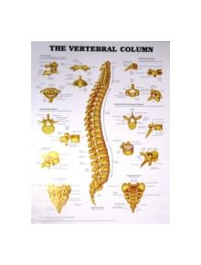 The Vertebral Column Anatomical Chart - 9781587792113