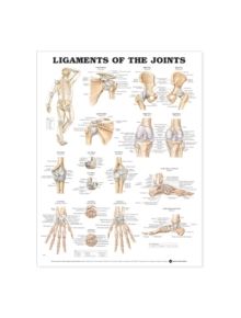 Ligaments of the Joints Anatomical Chart - 9781587794667