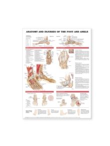 Anatomy and Injuries of the Foot and Ankle - 9781587798399