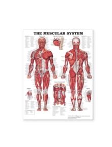The Muscular System Giant Chart Laminated - 9781587799815