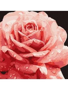 Близък план на розова роза с водни капки на тъмен фон. Рисуваният, текстуриран вид наподобява акрилни бои, както в Комплект за лесно рисуване с акрилни бои Ideyka - Роза, 40 x 40 см.
