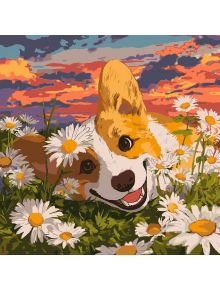 Весел корги с широка усмивка лежи сред маргаритки в залез - идеален за рисуване с Комплект за лесно рисуване с акрилни бои Ideyka - Корги в маргаритки, 40 x 40 см.