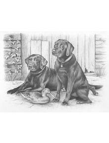 Комплект за лесно рисуване на графика Oasis, лабрадори - 7540 - 780804490046