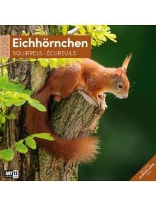 Стенен календар Ackermann Squirrels 2026 – Катерици - Ackermann - Ackermann - Жена, Мъж - Ackermann - Art12 - 9783838446318